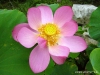 Lotus-Blüte