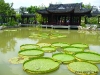 Teich mit Lotus-Blättern