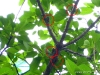 Zikaden am Baum